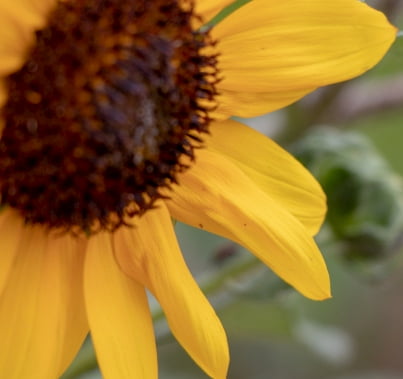 Denver Botanic Gardens