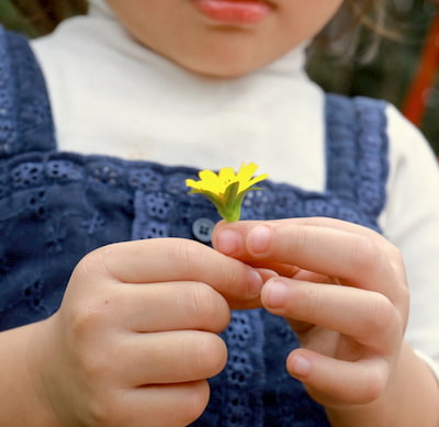 Yellow Daisy Festival